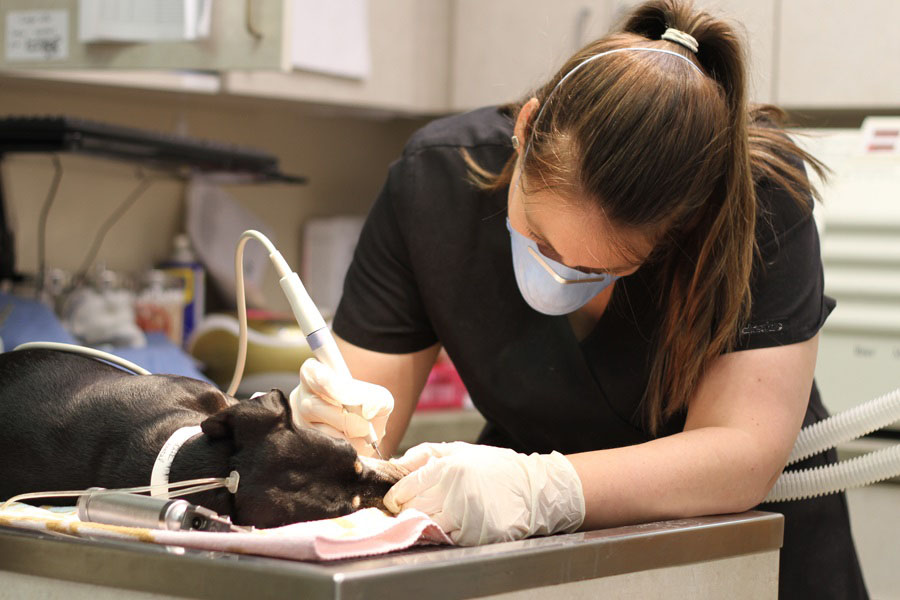 The Benefits of Professional Pet Dental Cleaning
